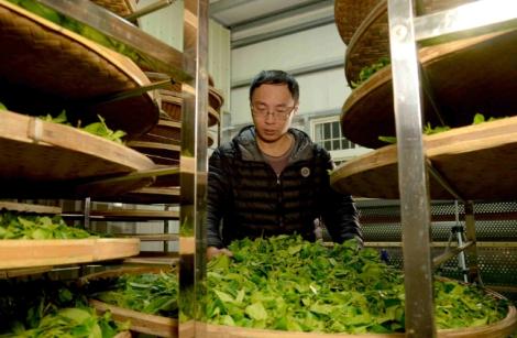 台灣好茶躍上國際！新北5茶農奪日本綠茶大賽6座獎項