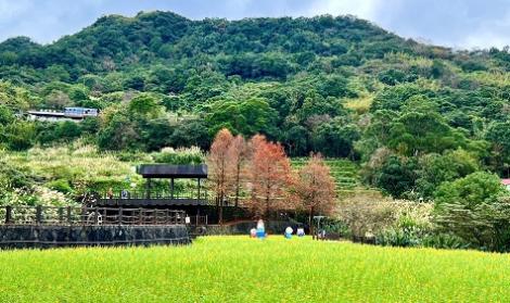 貓空迎新春　三條秘境路線「品茗、祈福、賞花」一次掌握！