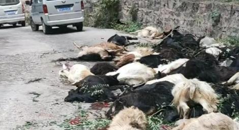 近百隻山羊「集體跳崖」全部死光光　場面駭人…飼主血本無歸