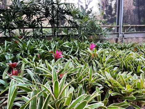 在台灣也能體驗熱帶雨林風情 高雄熱帶植物園