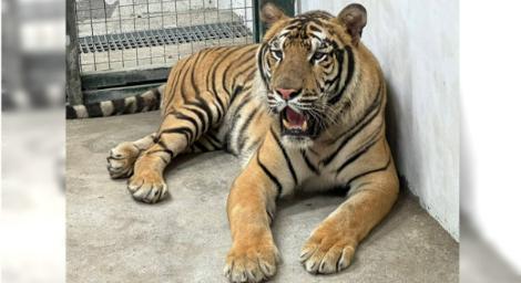 壽山動物園＋六福村　萬獸獅王、老虎、野牛相約10月開園見