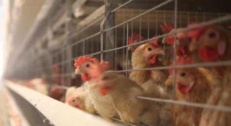 鄰居不合！他用「這東西」闖入隔壁養雞場　1100隻雞驚嚇爆動互踩死亡