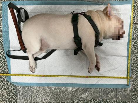 台北飼主把狗狗關車上！自己回家睡覺　狗狗活活被熱死