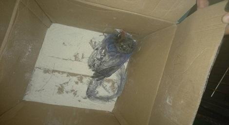 捕到的不只老鼠！黏鼠板使用不慎下場變這樣