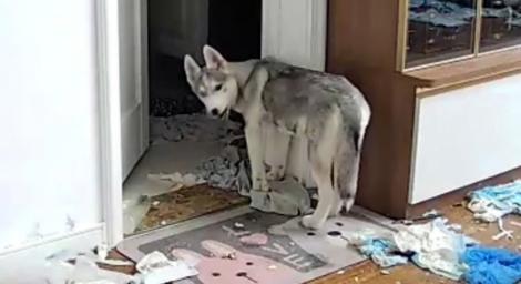 人妻隔離「裝監視器」親見二哈拆房步驟！崩潰大哭　老公一句話全網讚翻