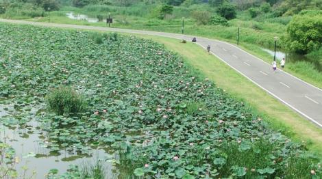 夏季賞花來「荷」濱　大漢溪濕地荷花全面綻開