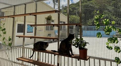 「八里」毛寶貝超幸福！　新北八里動物之家打造露天貓籠