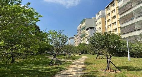 花瓣鞦韆、三種櫻花 金山櫻花公園重啟迎花季