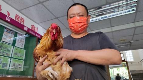 大半夜竟然不速之客闖入超商討食　仔細一看：是雞界哥吉拉