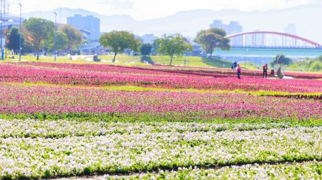 紫爆浪漫來襲　古亭河濱48萬盆花海盛開