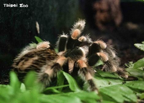 蜘蛛不是昆蟲？關鍵在於腳