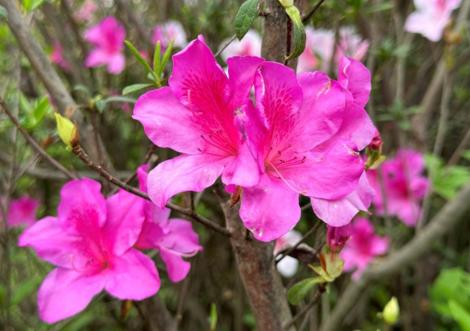 快來賞花！新北河濱杜鵑繁花盛開　美翻了