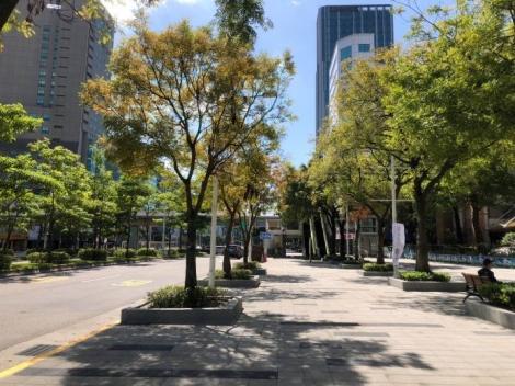 林蔭大道越冷越美艷　台北中華路黃連木留住旅人腳步