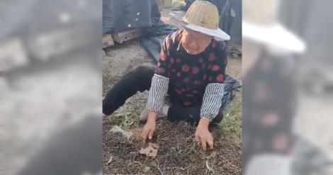 60箱蜜蜂遭投毒「一夜死光」　養蜂老婦坐地痛哭：叫我怎麼活下去？