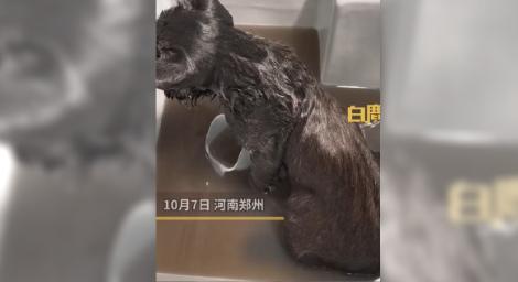黑貓送寵物店洗澡！一共洗8遍「洗澡水變黑色」洗完品種都變了