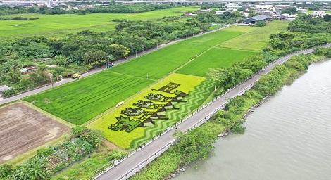 關渡彩繪水稻地景藝術 「稻田裡的龍舟賽」美景呈現