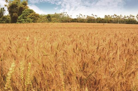 騎鐵馬春遊潭雅神 順遊大雅賞黃金麥浪