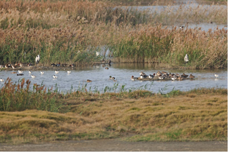台灣罕見！羅文鴨與流蘇鷸雙雙驚喜現身茄萣濕地