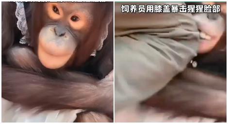 超殘忍！飼養員「暴力出腳」膝蓋猛擊小猩猩臉部　牠哀號逃開