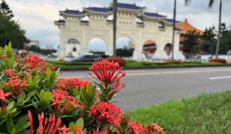 台北街頭開花了！「矮仙丹」美麗綻放　萬綠叢中自繽紛