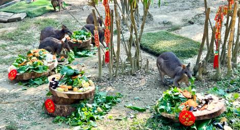 壽山動物園「除夕圍爐」加菜囉　動物吃播萌樣大公開