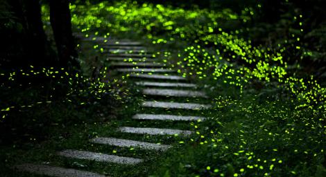 「新北賞螢地圖」螢光夢幻仙境　綠色路線生態永續