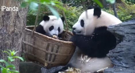 熊貓媽媽只顧搶美食「看孩子超敷衍」害小熊貓噴飛　肥腳一閃…全網笑翻