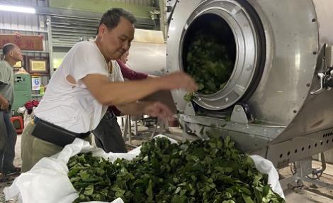 父子創立「山香研茶」品牌　奪得新北市美人茶特等獎