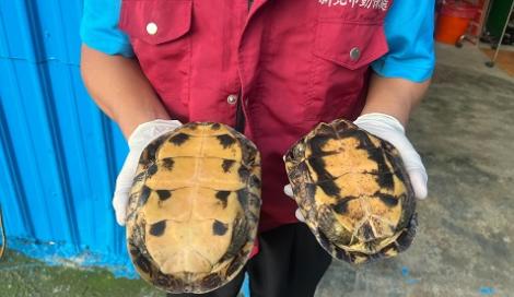公路驚見瀕危柴棺龜爬爬走　新北動保處呼籲齊心保護珍稀物種