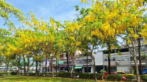 夏季限定！台中阿勃勒花、大花紫薇盛開　金黃、艷紫超好拍