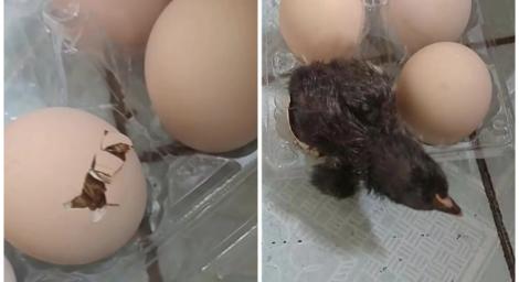 天氣太熱了！買蛋回家「室溫保存」　竟孵出活跳跳小雞