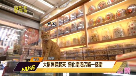 喵喵攝影展~  來大稻埕尋找貓店長