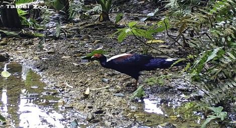 建構生態資料庫 動物園踏查三貓地區