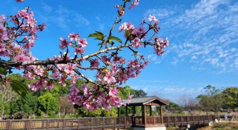 台南228連假攻略　馬戲x蜀葵x蘭展行銷x親子遊