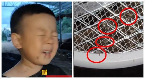 吸蚊超能力？3歲男童說「這個字」　蚊子一聽全部飛來集合
