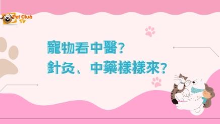 寵物看中醫？針灸 中藥樣樣來？