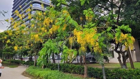 相約新北街頭　來場夏季限定的金色之戀