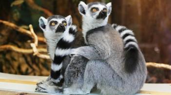 泰國打擊走私動物犯罪 近千隻瀕危動物遣返馬達加斯加