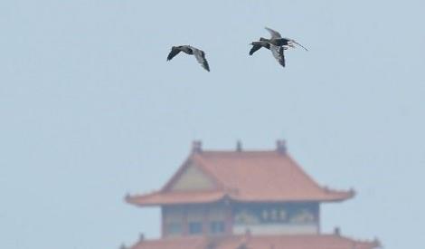 黑面琵鷺先發亮相　茄萣濕地冬候鳥閃亮登場