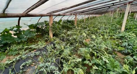 3竊賊半夜開百萬名車去農園「偷西瓜」　理由曝光…全網超傻眼