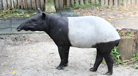 台北動物園驚傳噩耗！　馬來貘爸爸「貘克」離世與世長辭