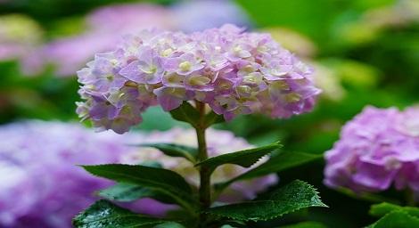 5月愛情花季節 內雙溪自然中心全面開放