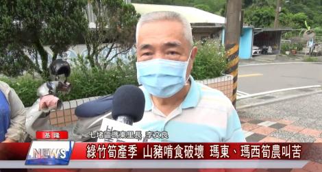 綠竹筍產季 山豬啃食破壞 瑪東、瑪西筍農叫苦