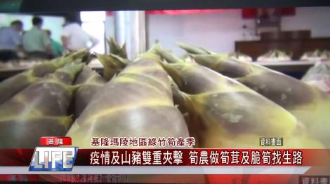 基隆瑪陵地區綠竹筍產季  疫情及山豬雙重夾擊 筍農做筍茸及脆筍找生路