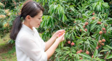 新竹荔枝節甜蜜開跑！端午連假來竹市香山採果趣
