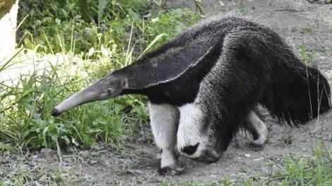 動物園接連爆病逝消息　大食蟻獸「口袋莎」難產母胎雙亡
