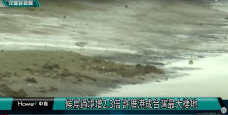 候鳥過境增2.3倍 許厝港成台灣最大棲地