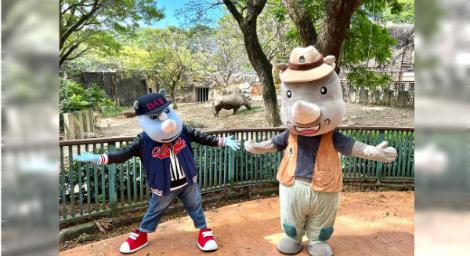 世界犀牛日！9/25前認養白犀牛　享壽山動物園112年底前免費入園、黑熊聯名款潮帽