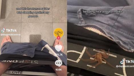 睡覺起床下面有反應？他感覺「褲襠在動」脫下一看　竟是世界最巨大蜘蛛