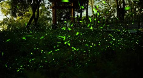 高雄「山城小旅行」秒殺  遊客蜂湧那瑪夏賞螢